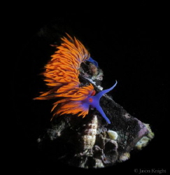 Flabellina iodinea by Jason Knight 